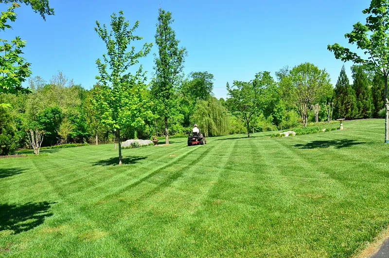lawn mower on the grass