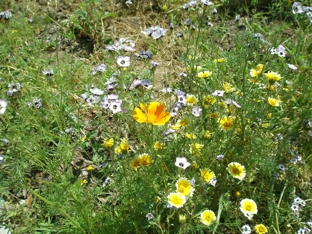 The Ultimate Guide to Effective Weed Control in Flower Gardens: Proven Organic Techniques for Preventing and Eliminating Common Garden Weeds Without Harmful Chemicals