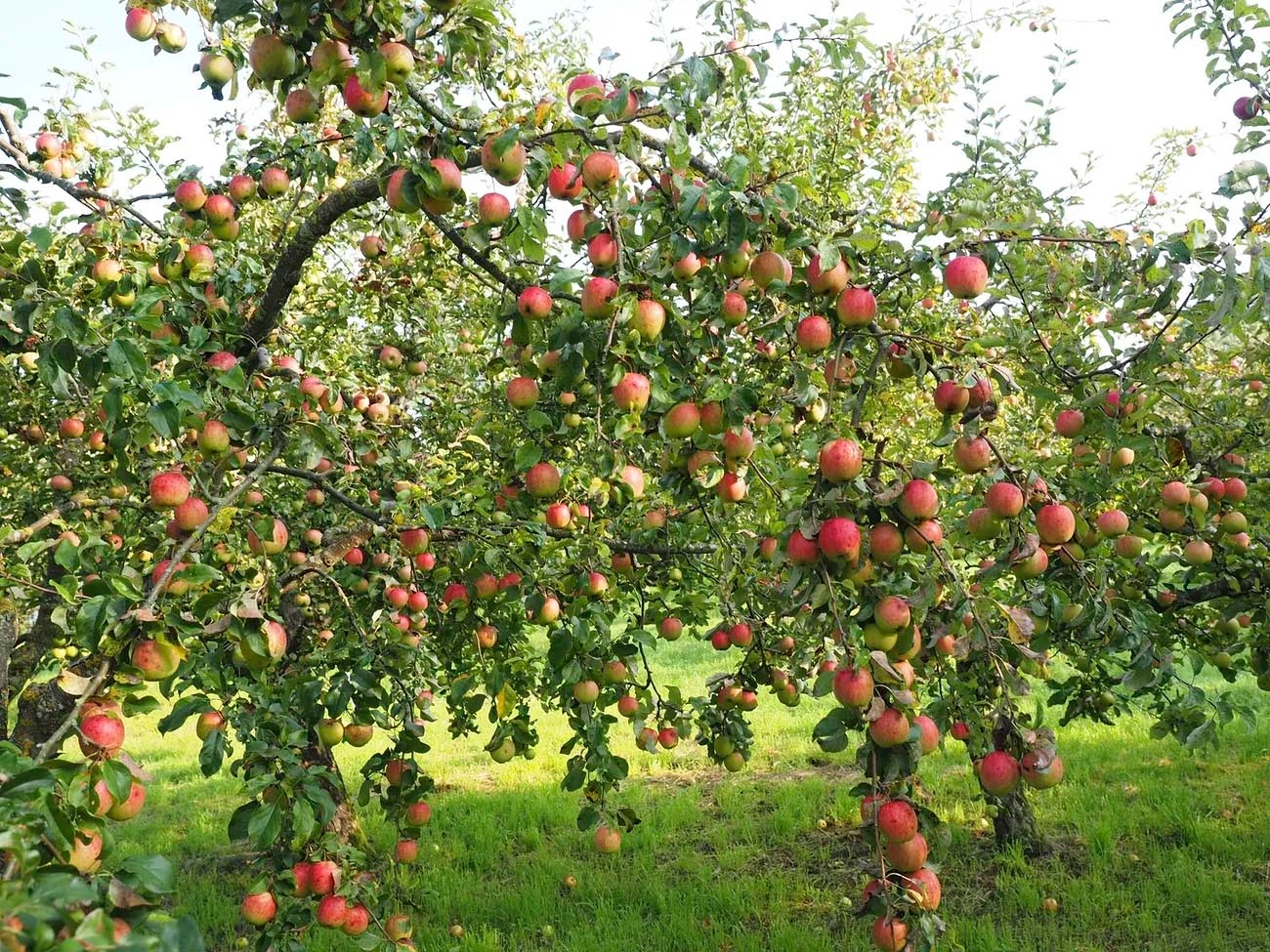 Precision Pruning for Fruit Trees: How to Trim Your Trees for Maximum Yield, Health, and Aesthetic Appeal Throughout the Growing Seasons