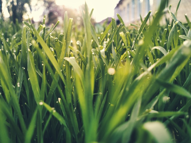 Custom Lawn Fertilization by Grass Type: Precision Treatment Plans for Florida Yards With Zoysia, St. Augustine & Bahia