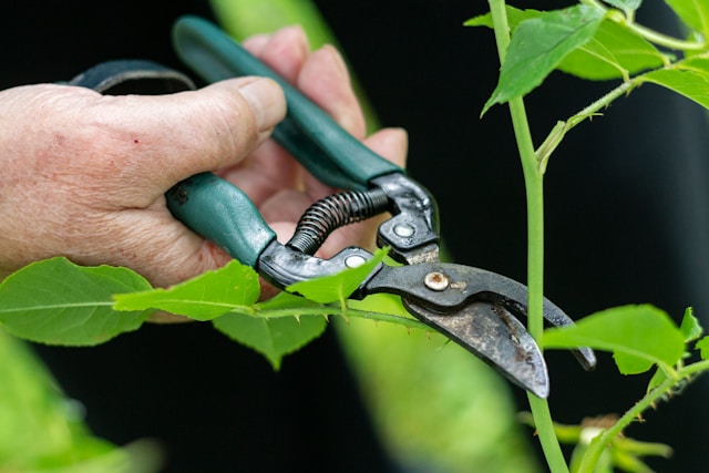 The Art of Pruning: How to Keep Your St. Petersburg Landscape Thriving Year-Round