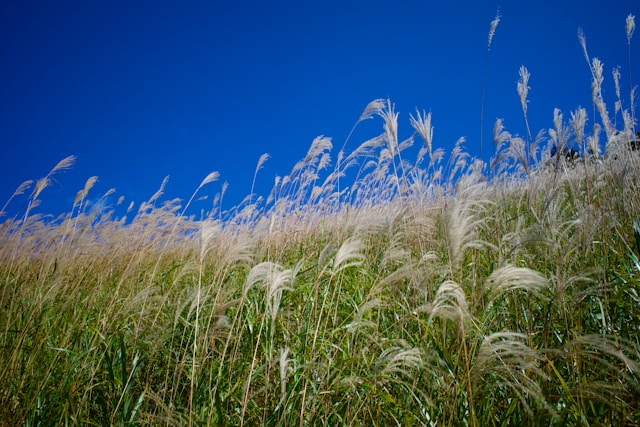 Best Warm Season Grasses for Landscape Installation in St. Petersburg, FL