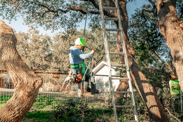 St. Petersburg Tree Service Tips: The Best Fall Fertilizing Practices for Healthy Canopies
