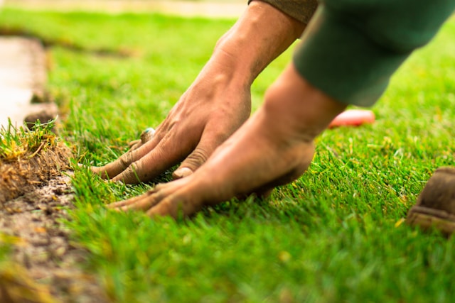 Organic Lawn Care & Irrigation Solutions for Healthy Florida Landscapes