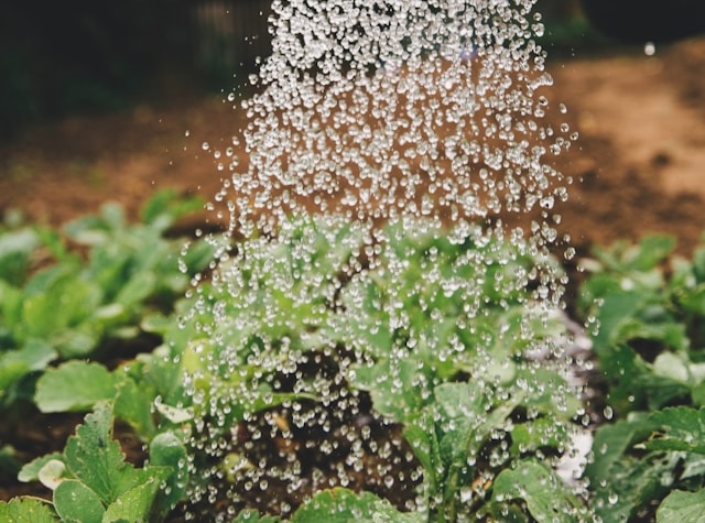 Hardscaping & Irrigation Systems: The Foundation of Functional and Water-Efficient Landscapes
