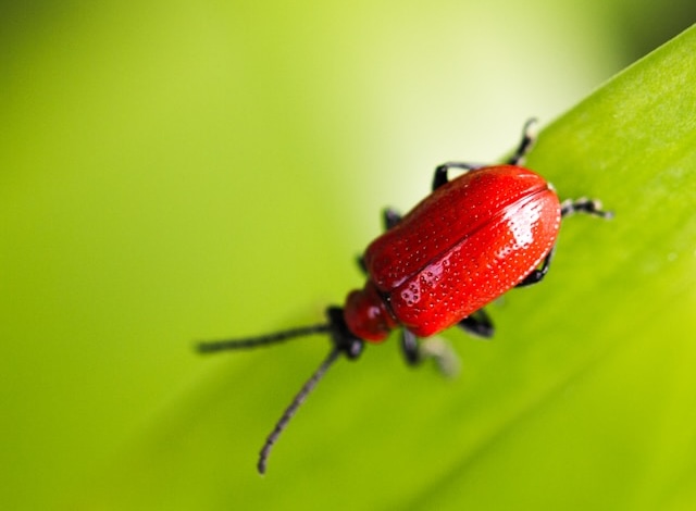 Lawn Care Services in St. Petersburg, FL: Building a Healthy, Green, and Pest-Resistant Lawn Year-Round